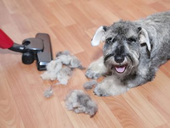 Best Vacuum Cleaner For Dog Hair