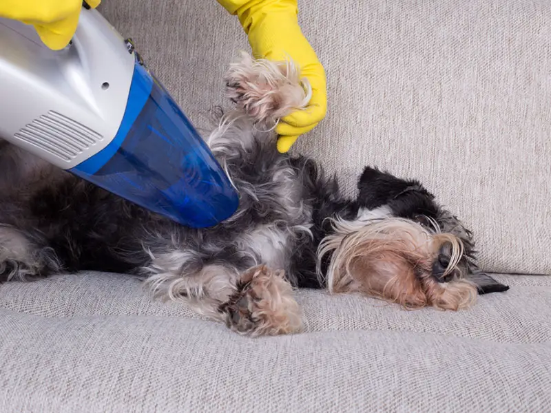 Get Best Sweeper For Pet Hair Pictures