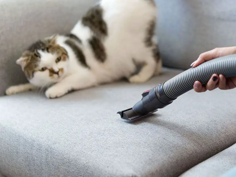 Top 15 Best Vacuum Cleaners for Cat Litter 2024