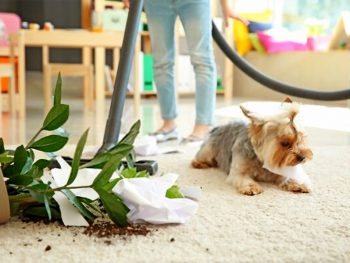 Best Carpet Cleaners for Pets