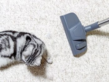 Best Carpet Cleaner For Pet Stains