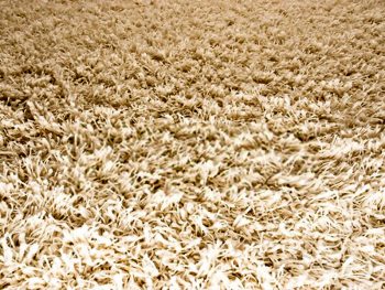 Best Shag Carpet