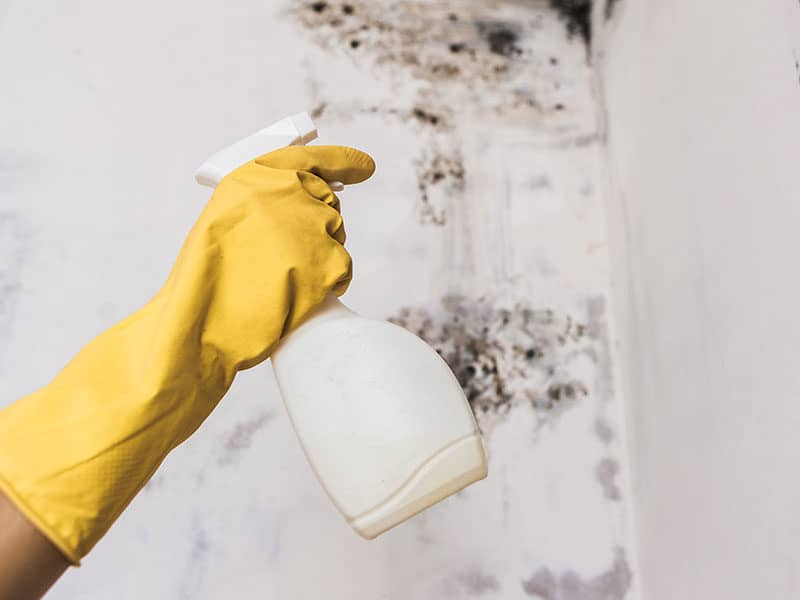 Mold and Mildew Cleaners