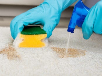 Best Carpet Cleaners for Old Pet Urine