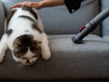 Best Handheld Vacuum for Pet Hair