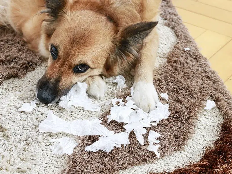 How To Clean Berber Carpet Berber Carpet’s Cleaning Tips 2021