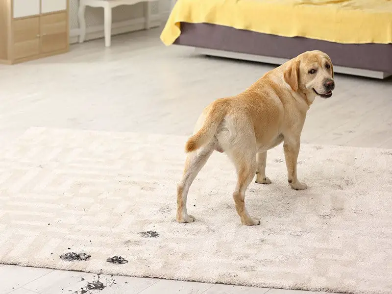 Dog Leaving Muddy Paw Prints