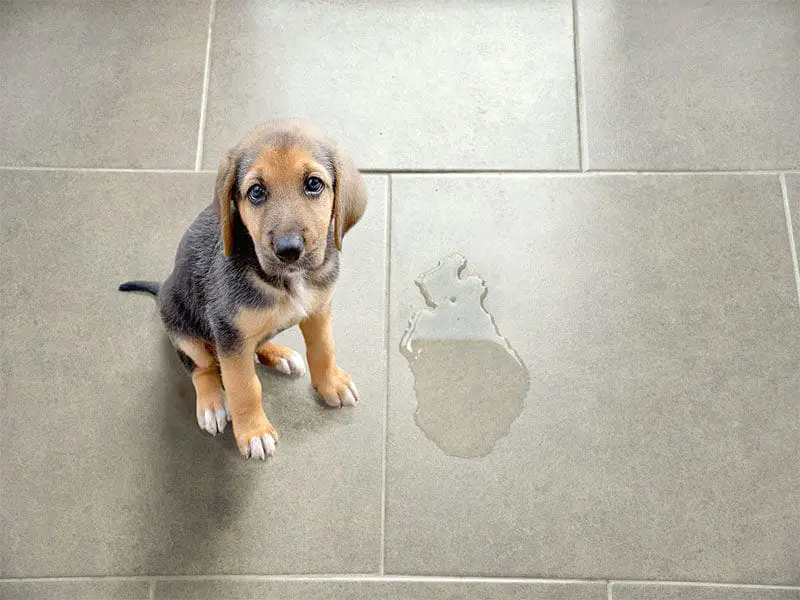 Homemade Dog Urine Repellent: The Complete Guide