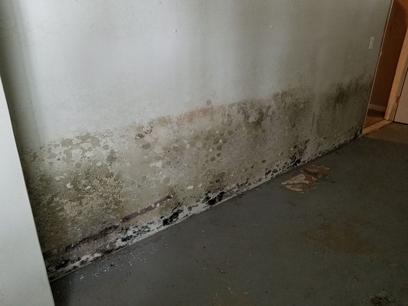 Mold Abandoned House Basement