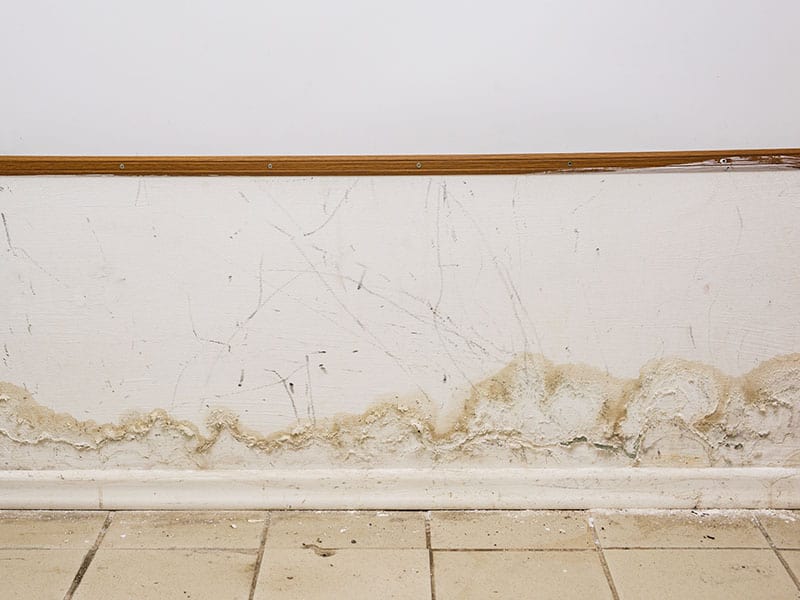 Spots Cracks Black Mold