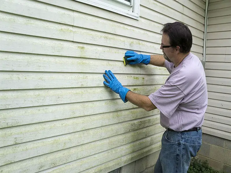 Cleaning Algae Mold