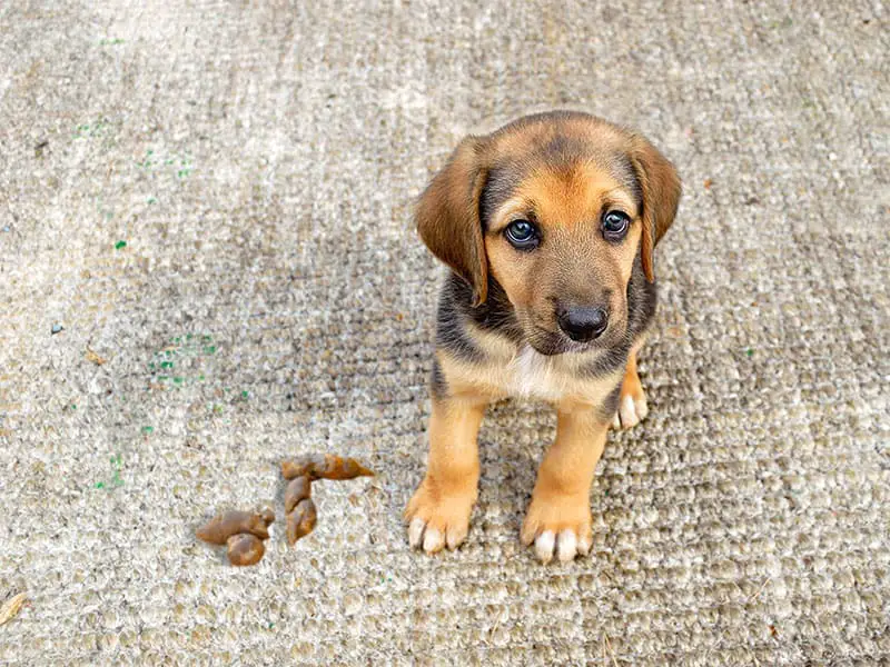 How To Get Dog Poop Outof Your Carpet Step by Step Guide