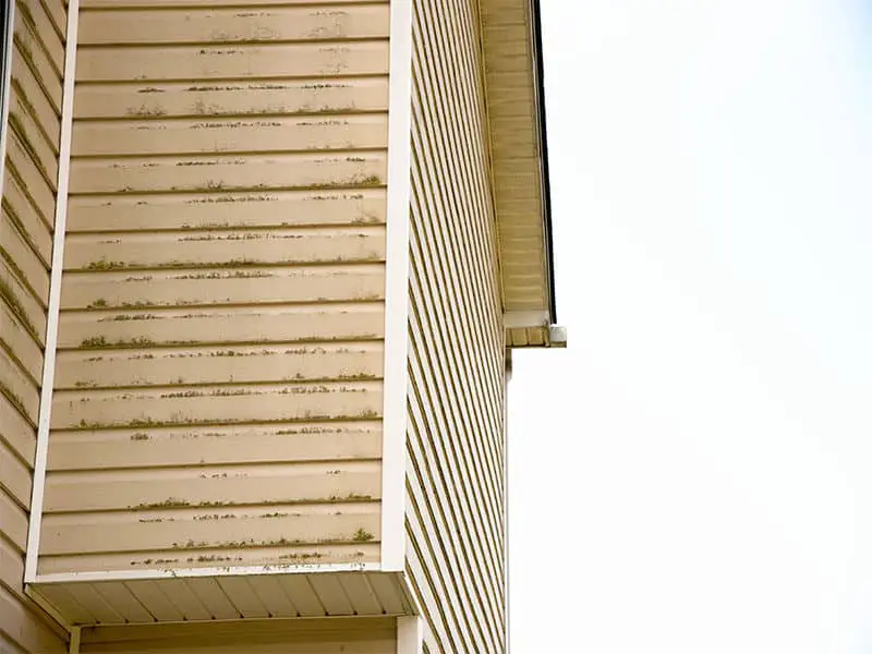 Mold Vinyl Siding House