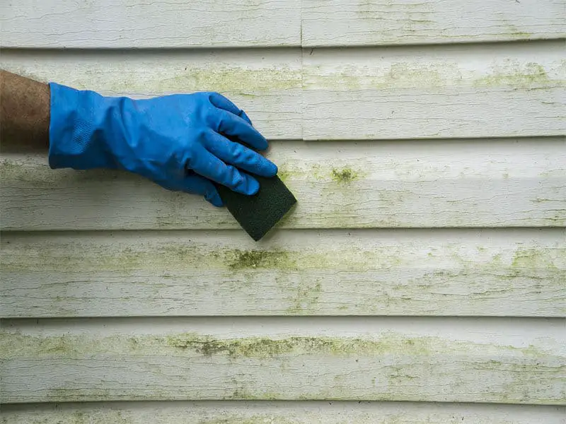 Scrubbing Algae And Mold