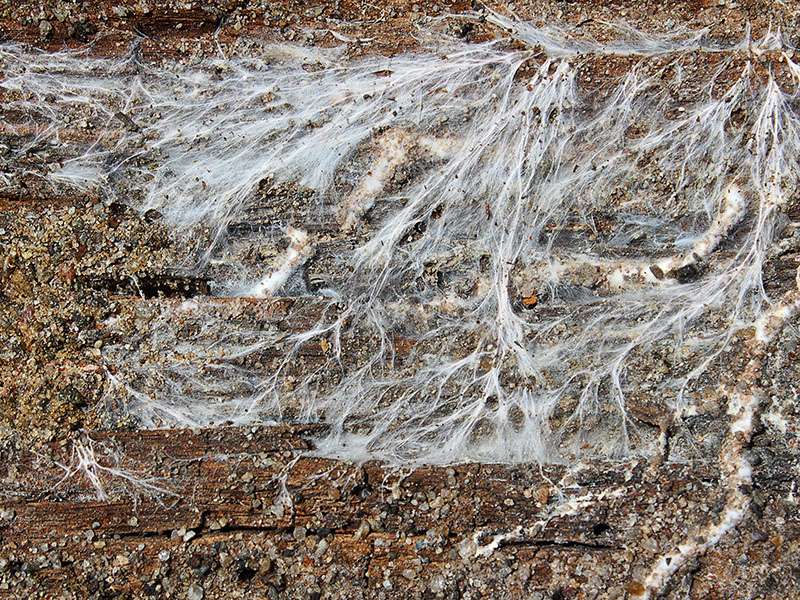 Mycelium Decaying Wood