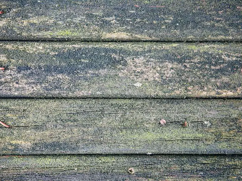 Planks Background Green Mold