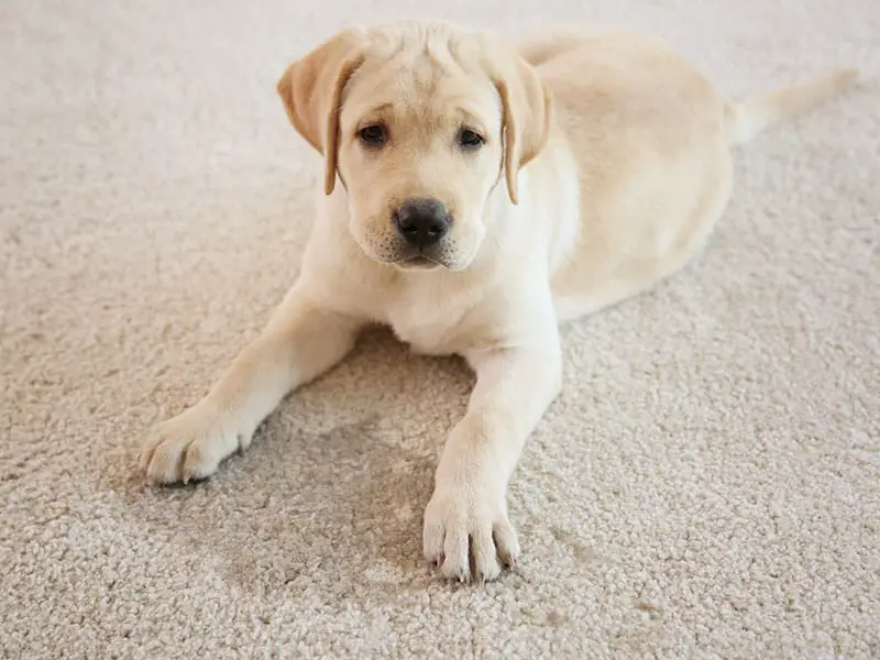 Puppy Lying On Carpet