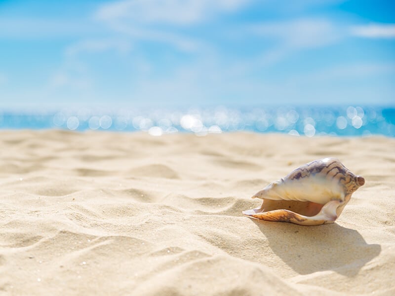 Shell On Sand