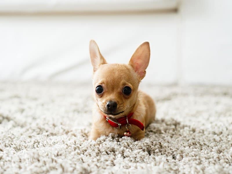 Berber Carpet Dog Playing