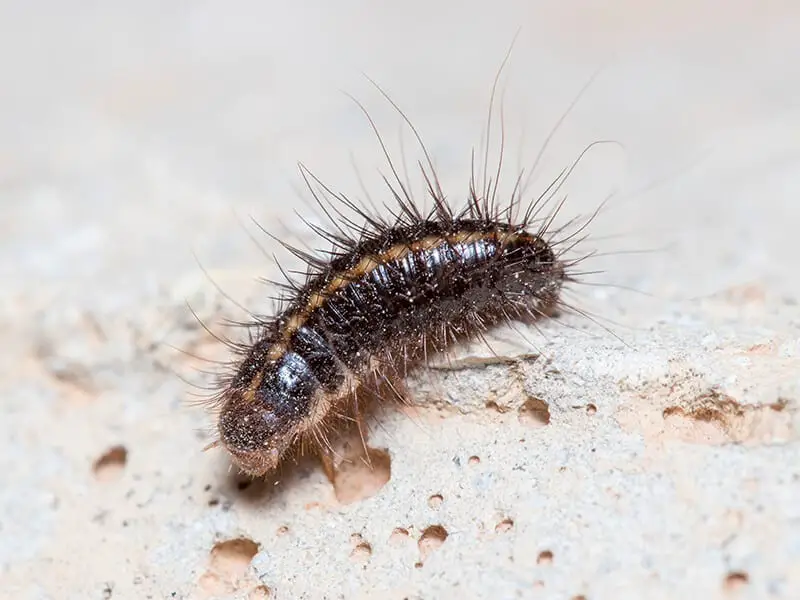 Carpet Beetle