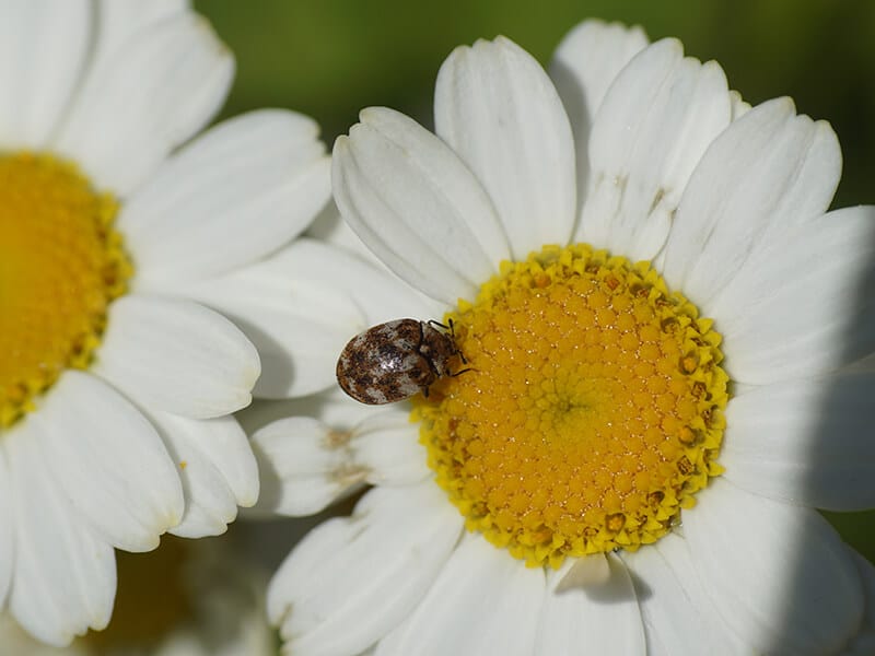 Carpet Beetles Work Like Bee