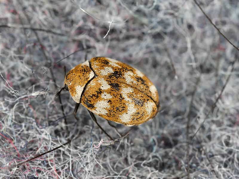 Furniture Carpet Beetles