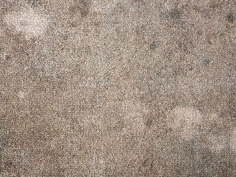 Mold Mildew On Carpets