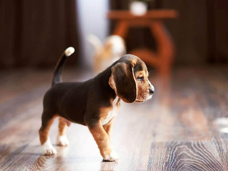 Puppy Playing On Hardwood