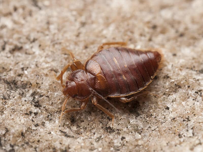 Signs of Bed Bugs