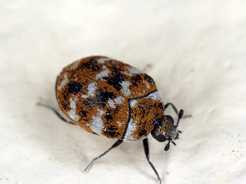 Varied Carpet Beetles