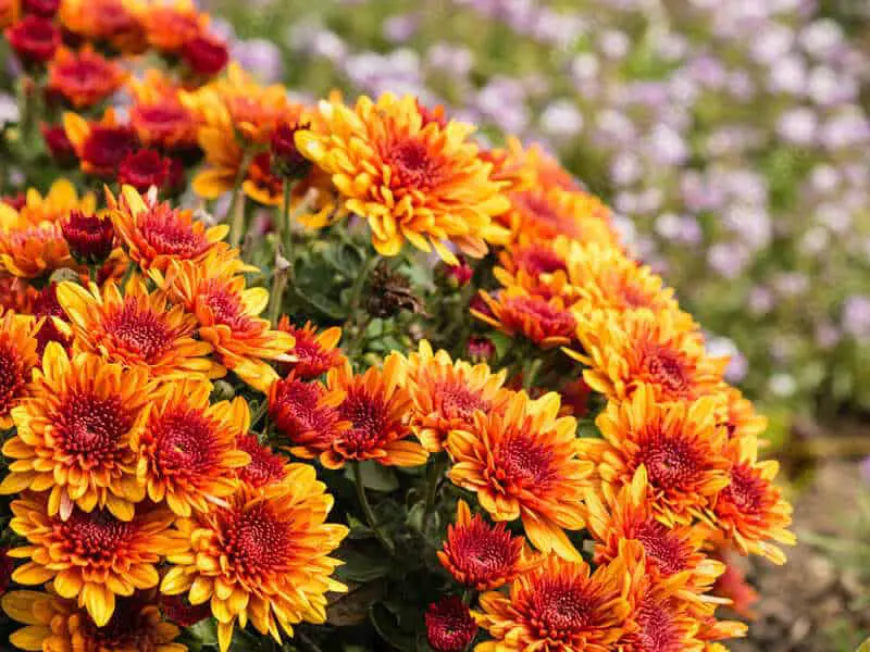 Chrysanthemums Avoiding Fleas