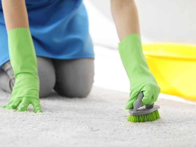 Cleaning Woman Cleans Carpet