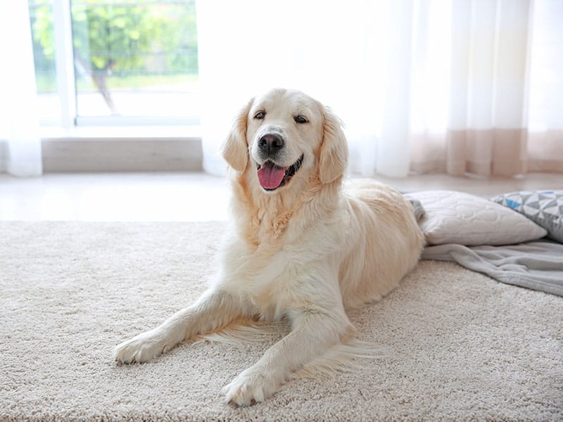Cute Dog On Carpet