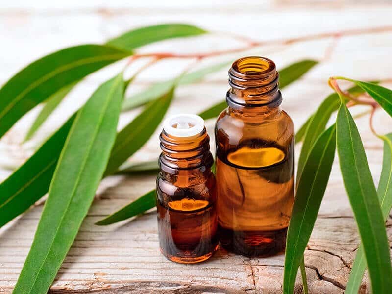 Eucalyptus Oil Clean