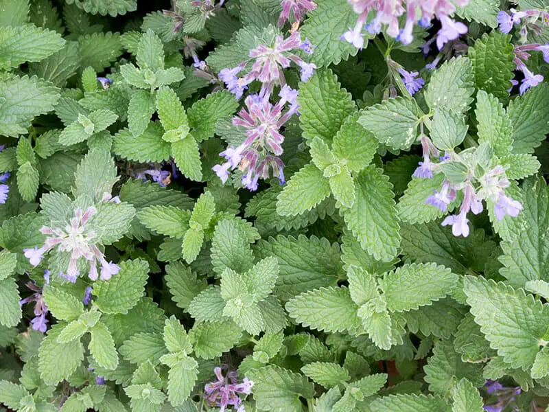 Fly Repelling Plants