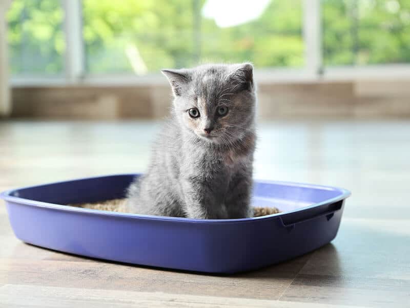 Litter Box