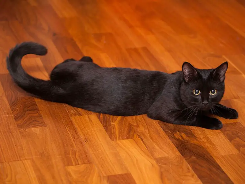 Pet Lies On Laminate Floor