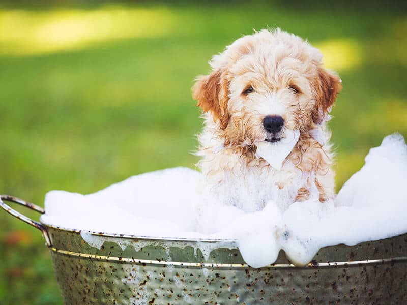 How To Get Skunk Smell Out Of Clothes A Complete Guide 2022