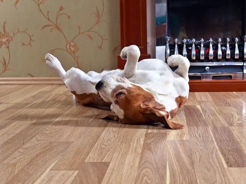 Resting Dog On Wooden Floor