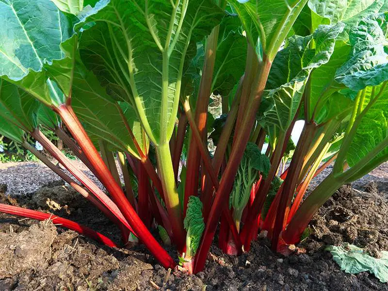 Using Rhubarb Juice