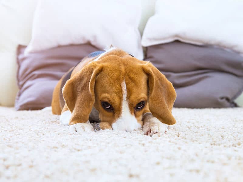 White Fluffy Carpet