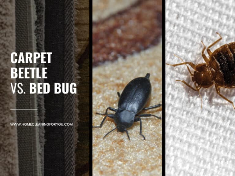 Carpet Beetle Vs. Bed Bug – How To Tell The Difference 2024