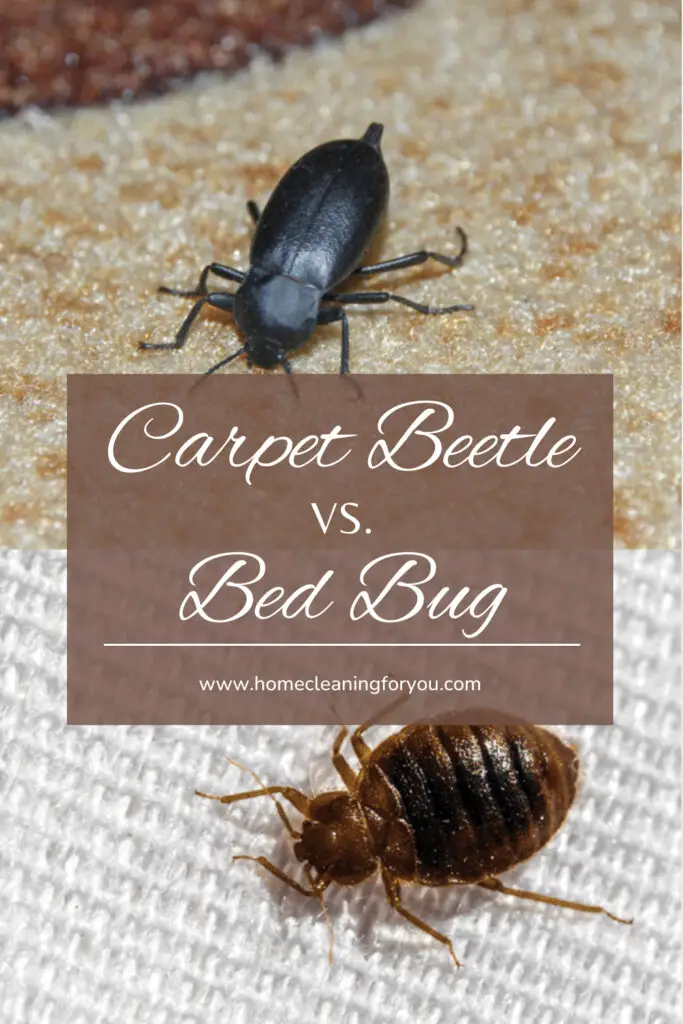 Carpet Beetle Vs Bed Bug