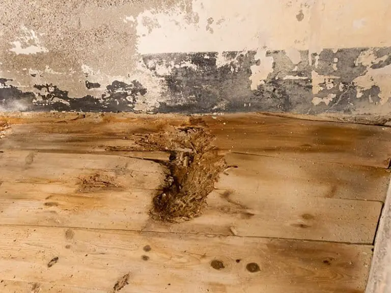 Signs Of Mold Under Hardwood Floors Suspicious Signs 2024