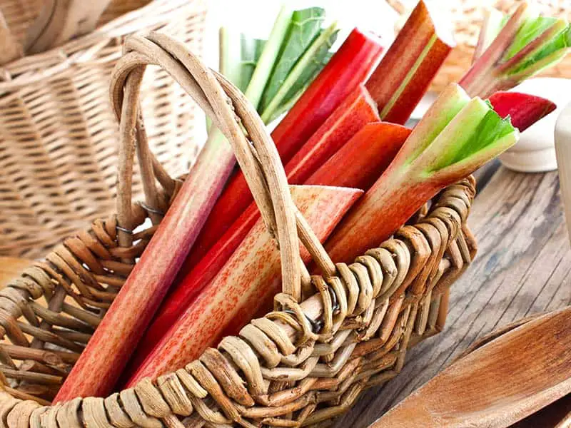 Rhubarb Stalk