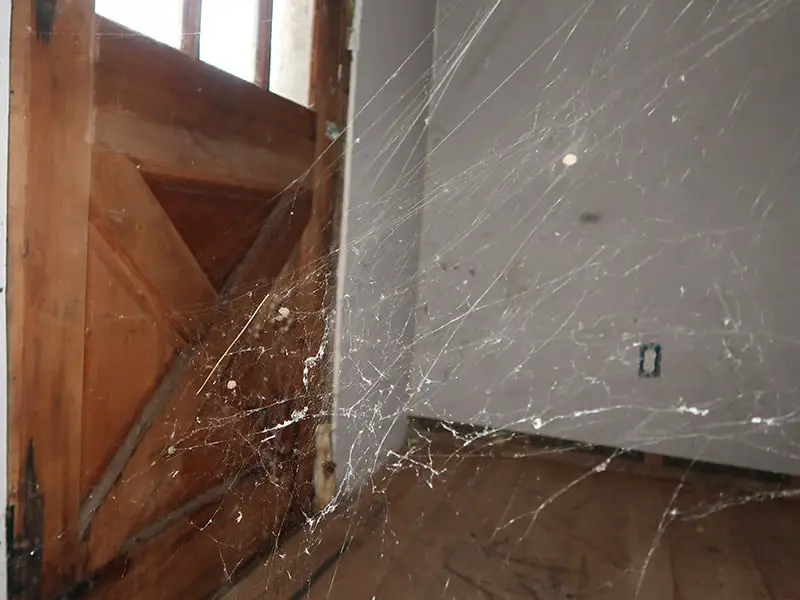 Spider Nest