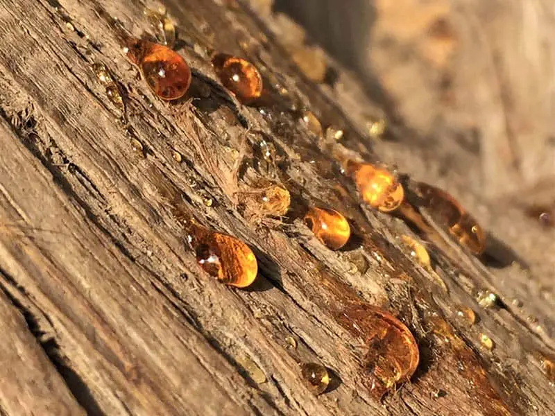 Tree Sap