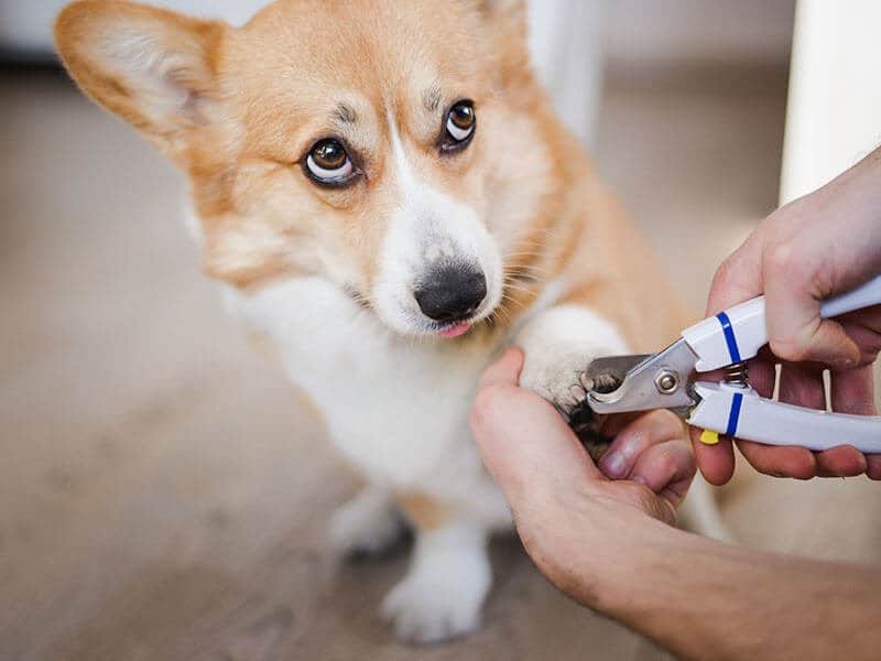 Trimming Pet Claws