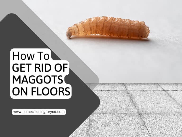 How To Get Rid Of Maggots On Floors – 2024 Awesome Guide
