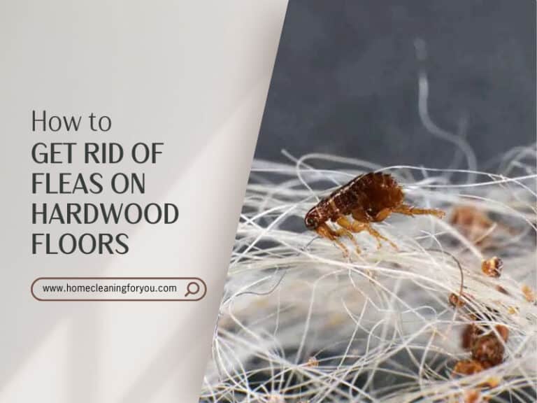 How To Get Rid Of Fleas On Hardwood Floors 2024